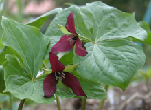 Trillium erectum