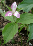 Trillium grandiflorum