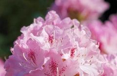 Rhododendron 1