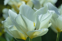 Tulipa Purissima 2