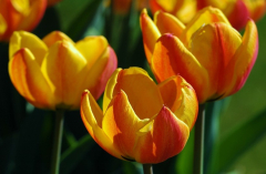 Tulipa Beauty of Apeldoorn