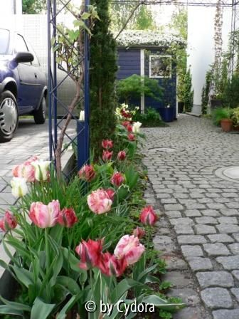 Pergola zur Tulpenzeit 2007