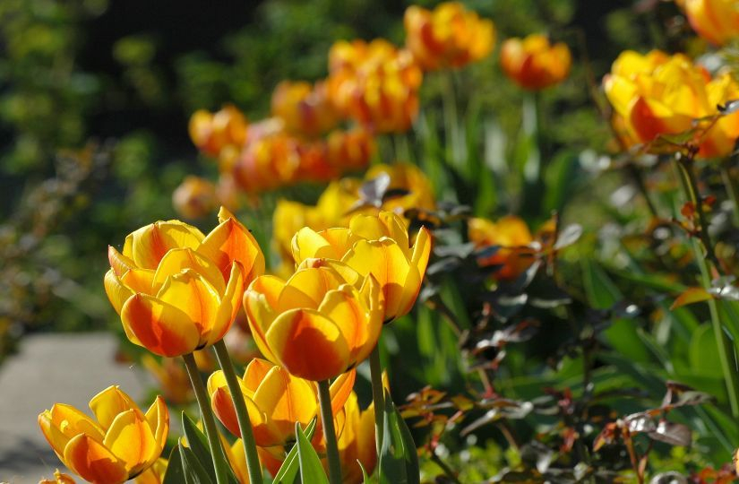 Tulipa Beauty of Apeldoorn
