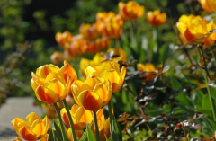 Tulipa Beauty of Apeldoorn
