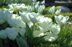 Tulipa Purissima 3