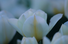 Tulipa Purissima 4