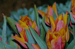 Tulipa X