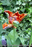 Papageitulpen (5) Blumex