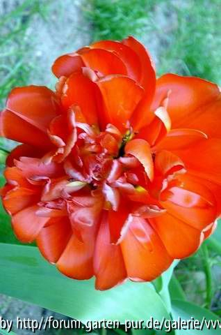 Tulpen, April 2007