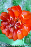 Tulpen, April 2007