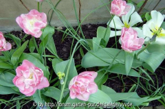 Tulpen, April 2007