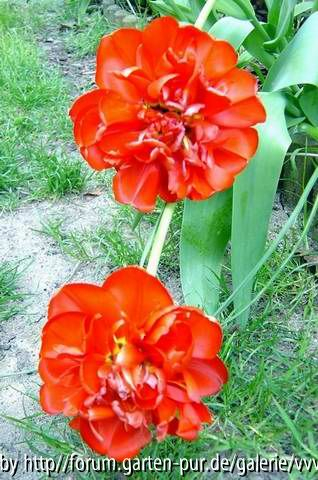 Tulpen, April 2007