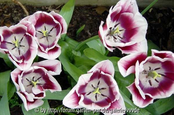 Tulpen, April 2007