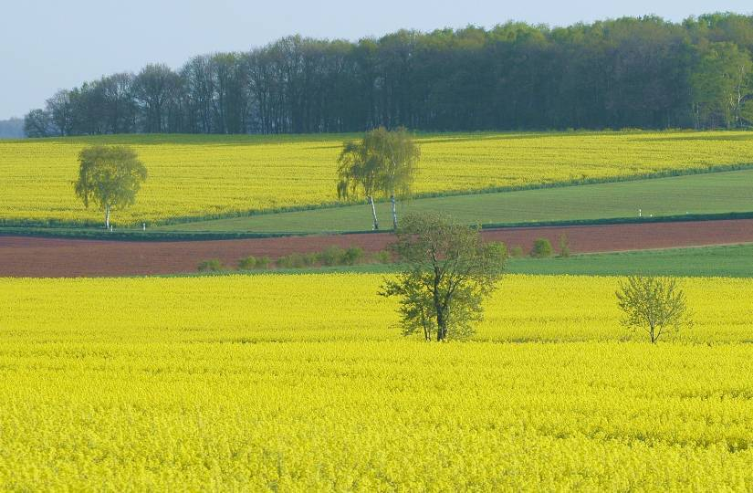 Feldansichten 3