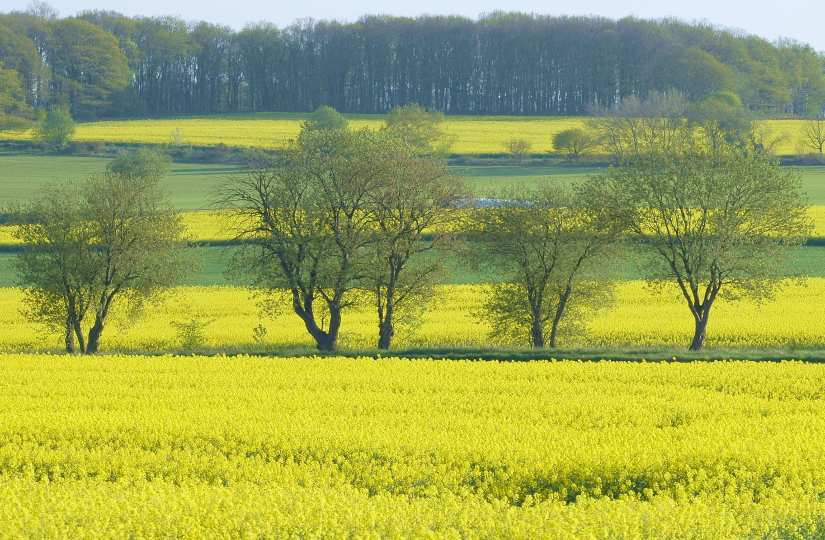 Feldansichten 4