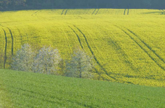 Feldansichten 5