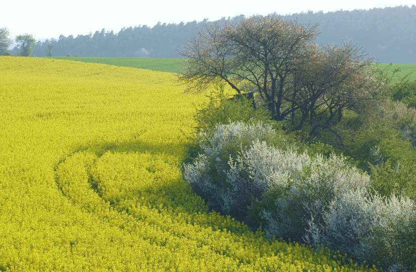 Feldansichten 6