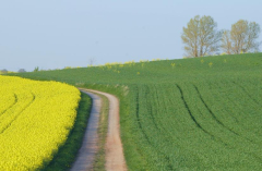 Feldansichten 8
