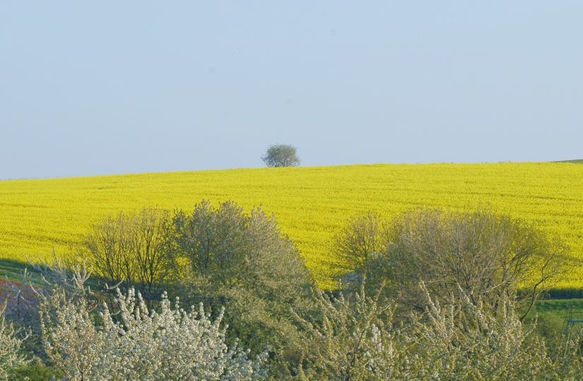 Feldansichten 9
