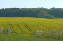 Feldansichten 12