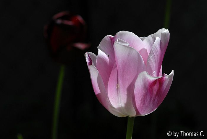 Tulpenleuchten