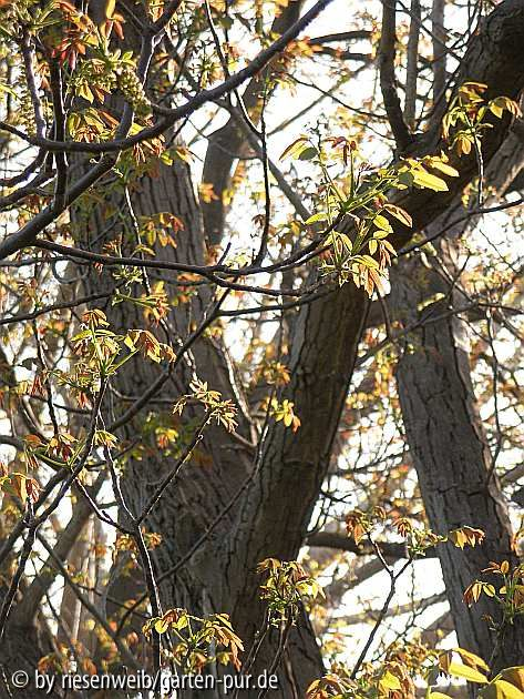 juglans regia austrieb