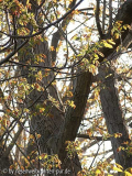 juglans regia austrieb