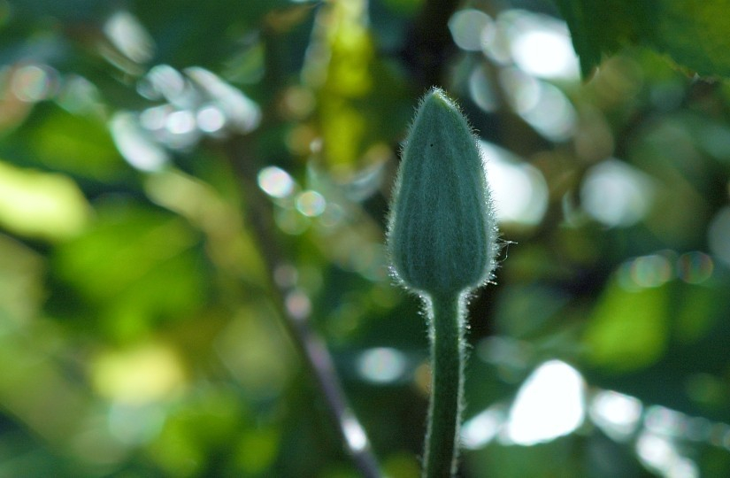 Clematis 1