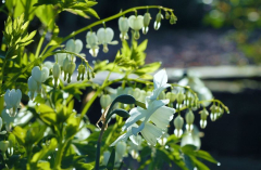 Dicentra und Thalia 1