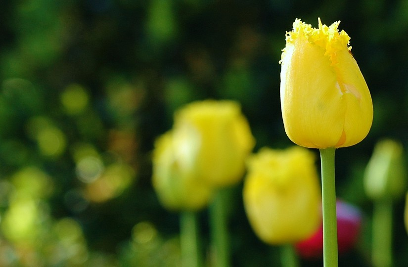 Tulipa X 1