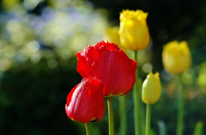 Tulipa X 2