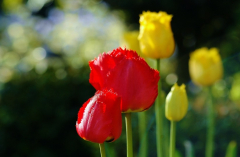 Tulipa X 2