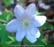 Anemone nemerosa 'Blue Bonnet'