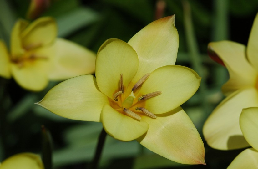 Tulipa x 22-04-2007