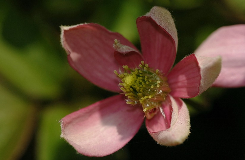 Clematis x 22-04-2007