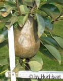 Riesenbirne