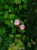 Garten in Rosa 2007 (2)