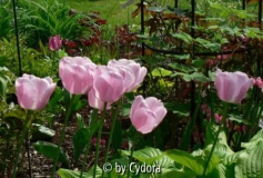 Garten in Rosa 2007 (3)