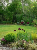 Garten in Schwarz 2007 (1)