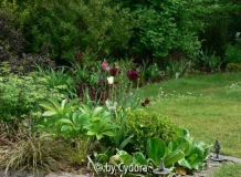 Garten in Schwarz 2007 (2)