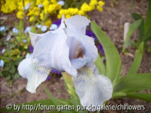 Iris barbata nana 