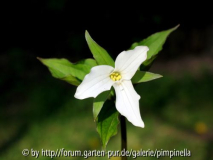 Trillium grandiflorum