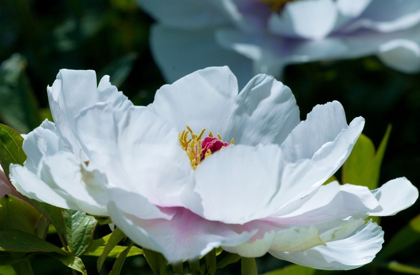 Paeonia X 1