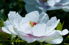 Paeonia X 1
