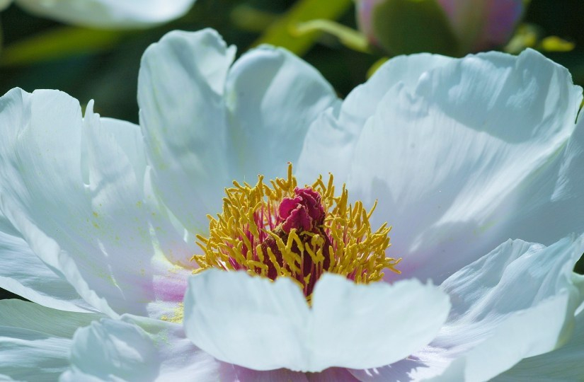 Paeonia X 2