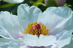 Paeonia X 2