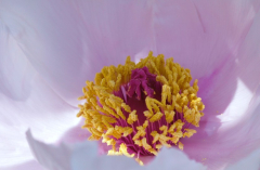 Paeonia X 3