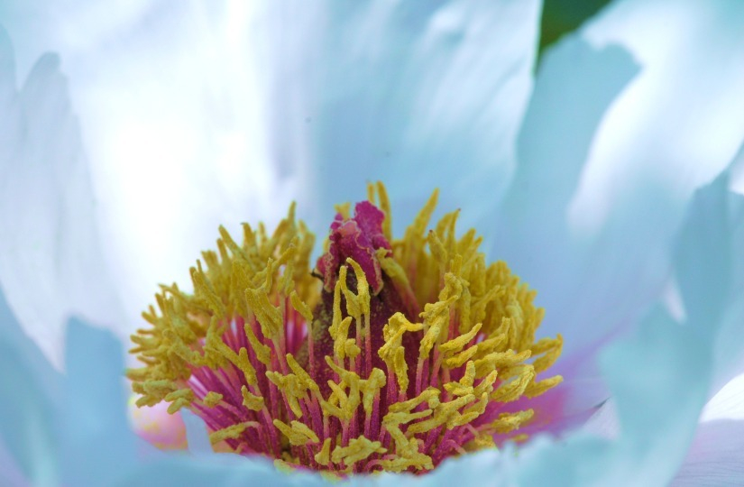 Paeonia X 4