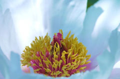 Paeonia X 4