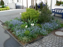Vorgarten im Frühling 2007 (2)